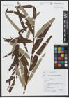 Foto von Salix viminalis L.